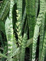 راهنمای نگهداری و پرورش گیاهان آپارتمانی - سانسیویریا تریفاسکیاتا